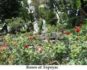 Roses of the Tepeyac