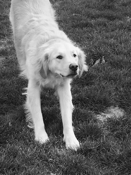 Golden Retriever dog stretching #blackandwhitesunday