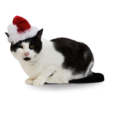 Gift Your Pet a Stress Free Christmas
