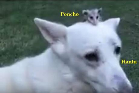 Poncho and Hantu