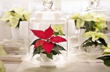 Christmas decorating ideas with poinsettia by MyGardenSchool via MiaFleur