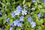 blueperiwinkle