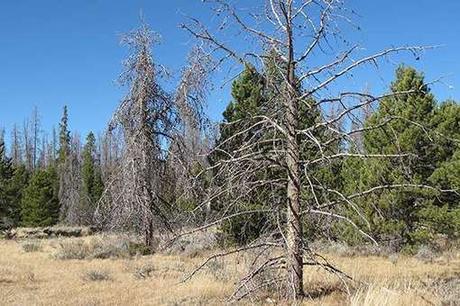 Paper estimates widespread tree death in Southwestern forests under global warming scenarios