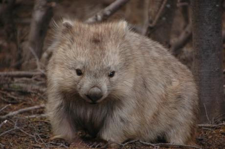 Get close to the wombats on Maria Island, Tasmania, Australia