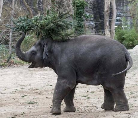 Top 10 Zoo Animals Enjoying Christmas Trees