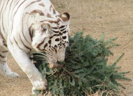 Top 10 Zoo Animals Enjoying Christmas Trees