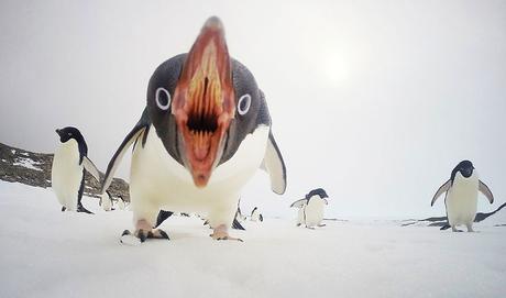 When Penguins Attack, Antarctica