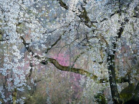 Imperial Blossoms, Japan