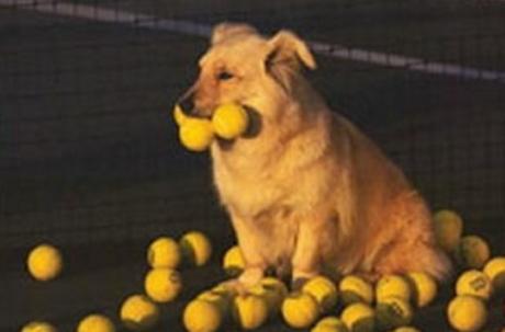 Top 10 Dogs With 3 Balls In their Mouths