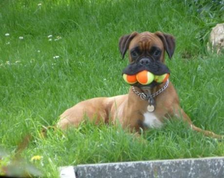 Top 10 Dogs With 3 Balls In their Mouths