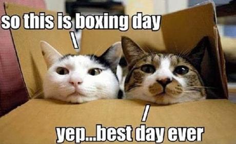 Boxing Day cats