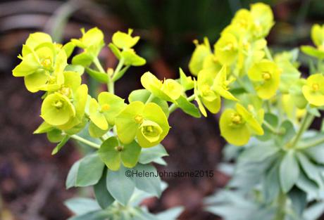 Euphorbia rigida