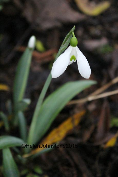 Galanthus elwesii (probably)