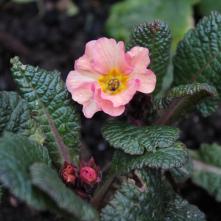 Boxing Day Flower Count 2015