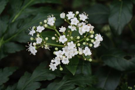 Viburnum tinus 'Eve Price'