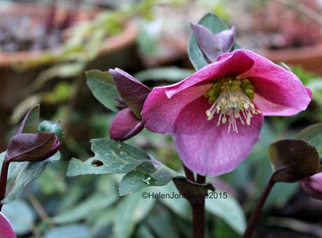 Hellebore Anna's Red