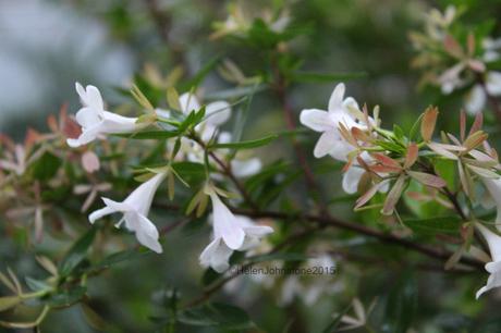 Abelia 