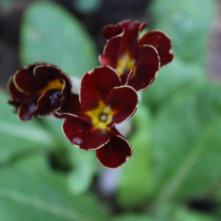 Boxing Day Flower Count 2015