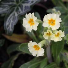 Boxing Day Flower Count 2015