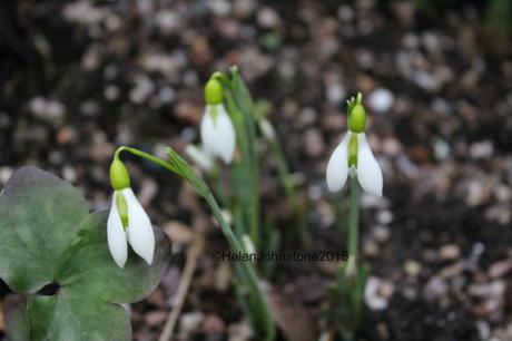 Galanthus Ding Dong