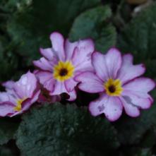 Boxing Day Flower Count 2015