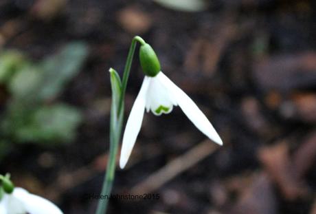 Galanthus elwesii Mrs Mcnamara