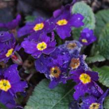 Boxing Day Flower Count 2015