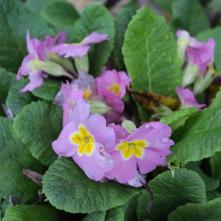 Boxing Day Flower Count 2015