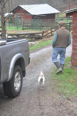 A Man, a Chicken. a Moment