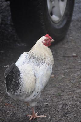 A Man, a Chicken. a Moment