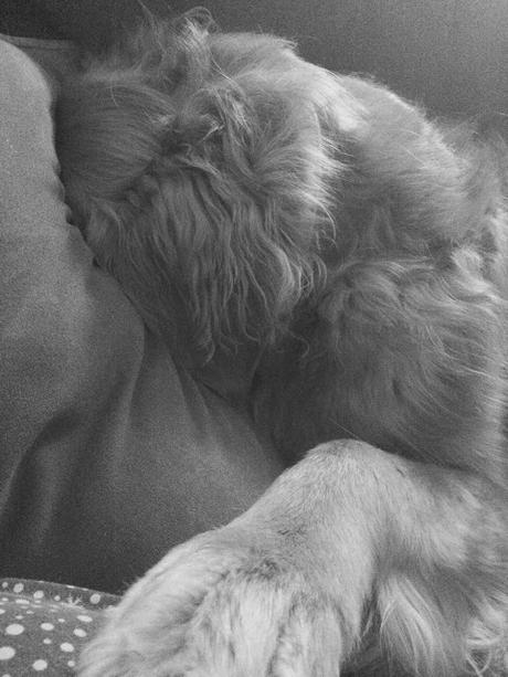 golden retriever dog tired after Christmas holiday #blackandwhitesunday