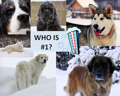Photos: 10 best cold weather dog breeds for a family with children