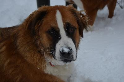 Photos: Mountain dogs enjoying first snow in Ontario