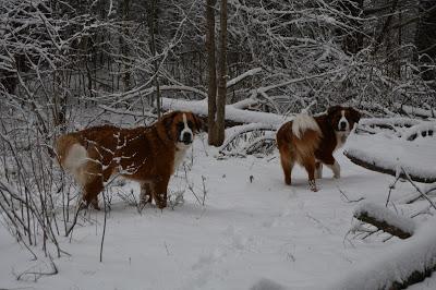 Photos: Mountain dogs enjoying first snow in Ontario