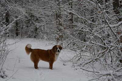 Photos: Mountain dogs enjoying first snow in Ontario