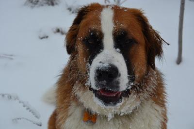 Photos: Mountain dogs enjoying first snow in Ontario