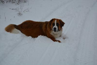 Photos: Mountain dogs enjoying first snow in Ontario