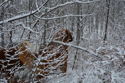 Photos: Mountain dogs enjoying first snow in Ontario