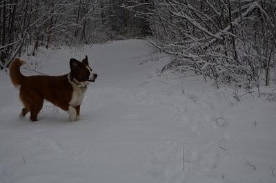 Photos: Mountain dogs enjoying first snow in Ontario