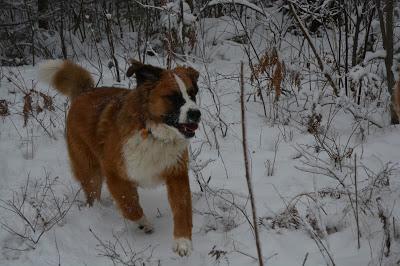 Photos: Mountain dogs enjoying first snow in Ontario