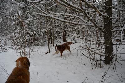 Photos: Mountain dogs enjoying first snow in Ontario