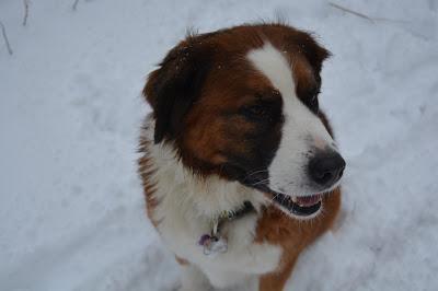 Photos: Mountain dogs enjoying first snow in Ontario