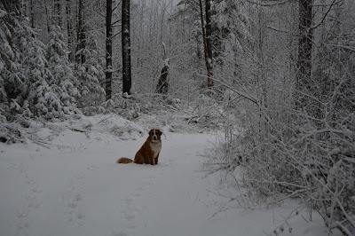 Photos: Mountain dogs enjoying first snow in Ontario