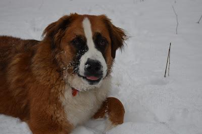 Photos: Mountain dogs enjoying first snow in Ontario