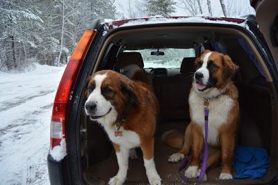 Photos: Mountain dogs enjoying first snow in Ontario