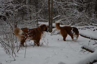 Photos: Mountain dogs enjoying first snow in Ontario