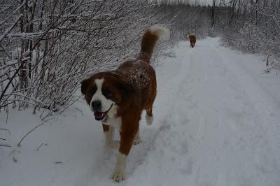 Photos: Mountain dogs enjoying first snow in Ontario