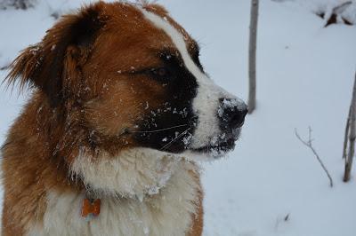 Photos: Mountain dogs enjoying first snow in Ontario