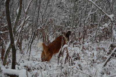 Photos: Mountain dogs enjoying first snow in Ontario