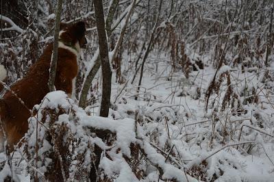 Photos: Mountain dogs enjoying first snow in Ontario